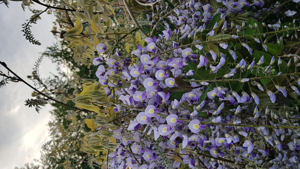 Letterkenny Butterfly Garden