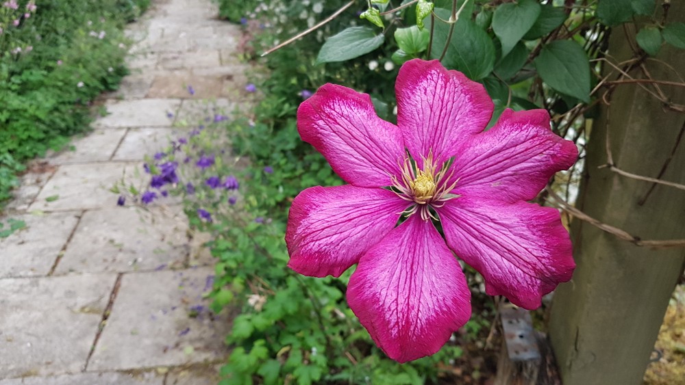 Letterkenny Butterfly Garden