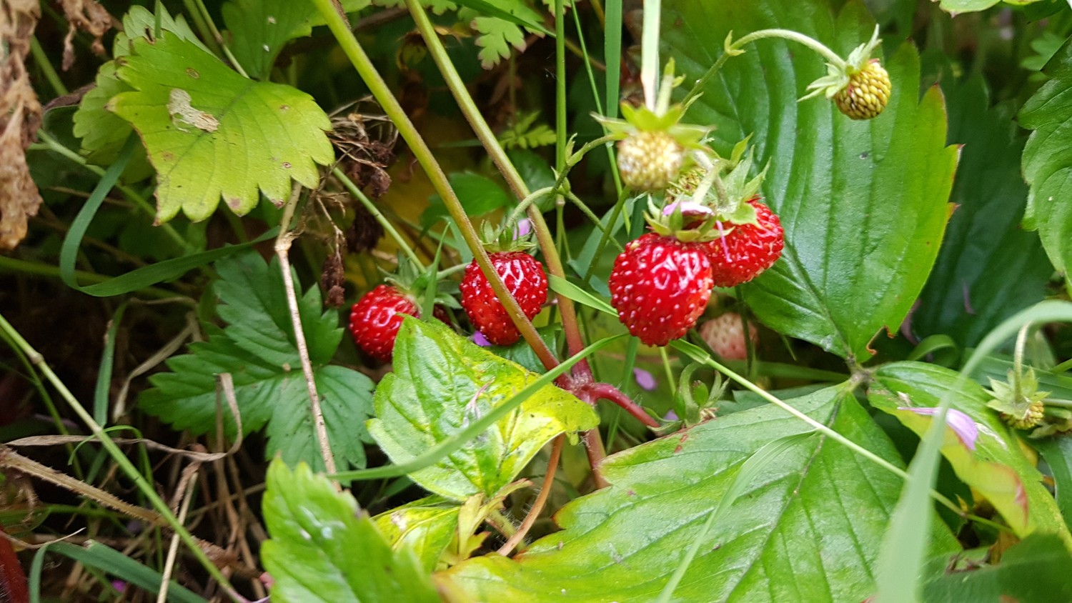 Letterkenny Butterfly garden