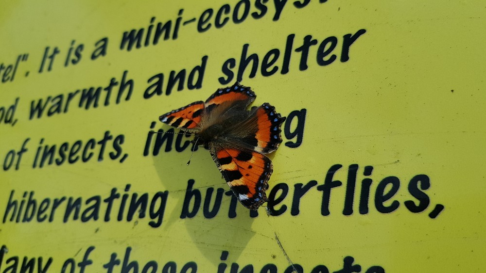 Letterkenny Butterfly Garden
