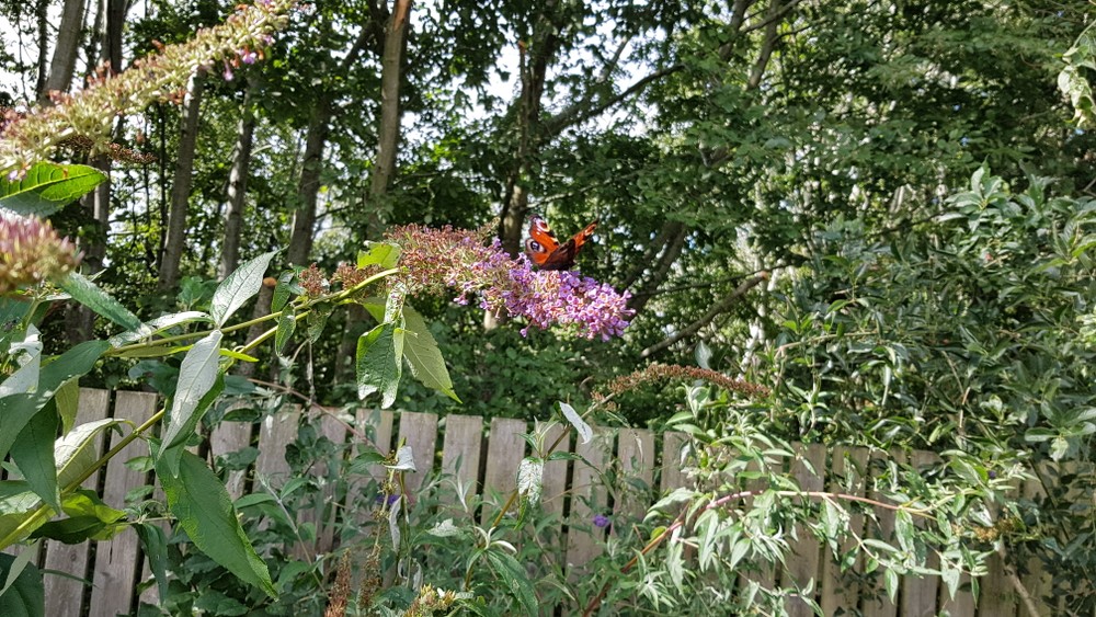 Letterkenny Butterfly Garden