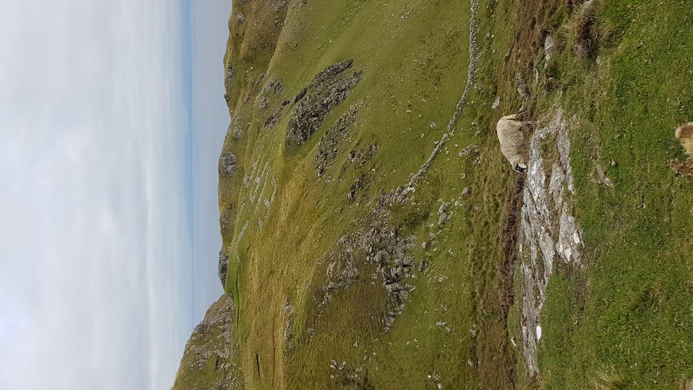 a sheep on a hill