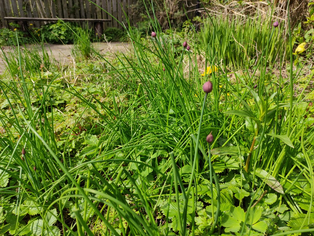 Letterkenny Butterfly Garden
