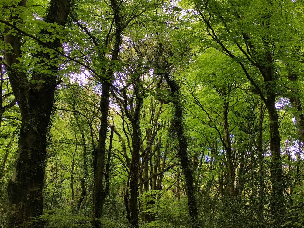 Rathmullan Wood Nature Reserve