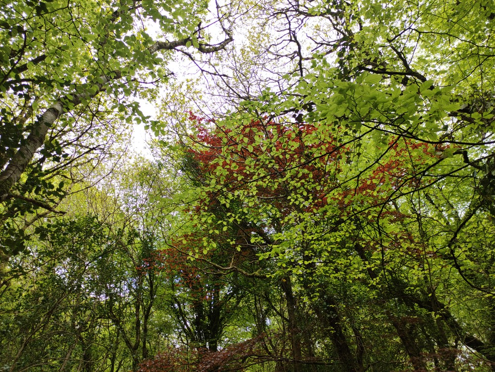 Rathmullan Wood Nature Reserve