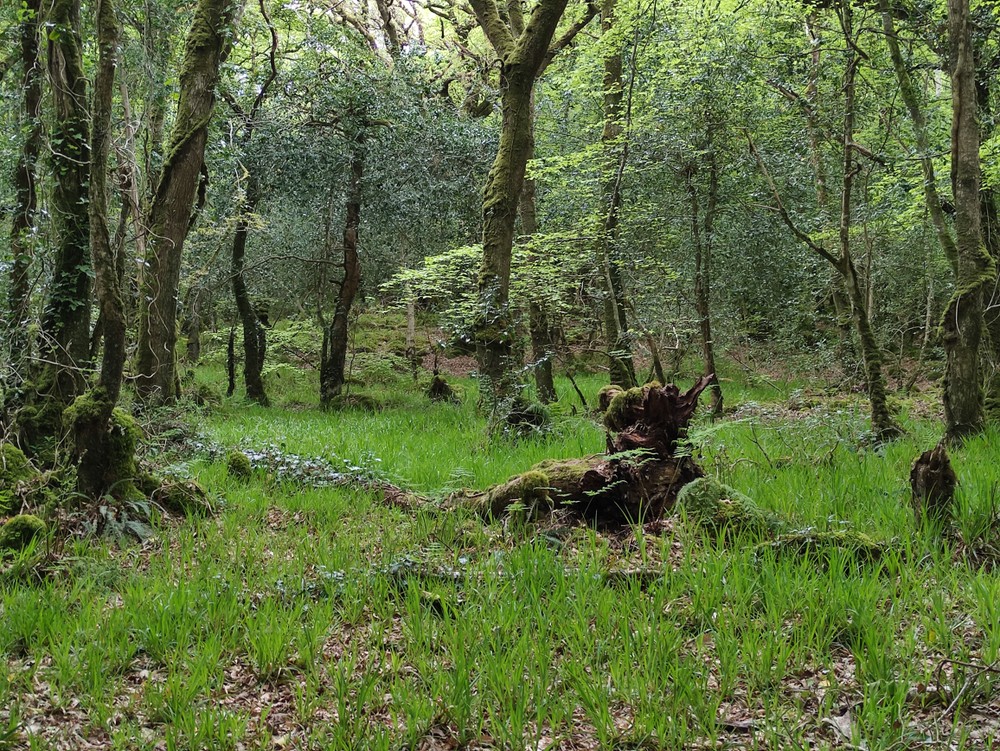 Rathmullan Wood Nature Reserve